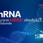 ไขข้อสงสัย mRNA แปลว่า มรณะ อย่างที่เขาว่ากัน จริงหรือไม่?