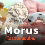 Morus สตาร์ตอัปญี่ปุ่นชุู “โปรตีนทางเลือกหนอนไหม” ท้าชนวิกฤติอาหารโลก