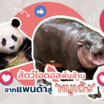 กรณีศึกษา ‘ฝูเป่า’ แพนด้าพันล้านของเกาหลี สู่ ‘หมูเด้ง’ ฮิปโปแคระจอมสวบของไทย