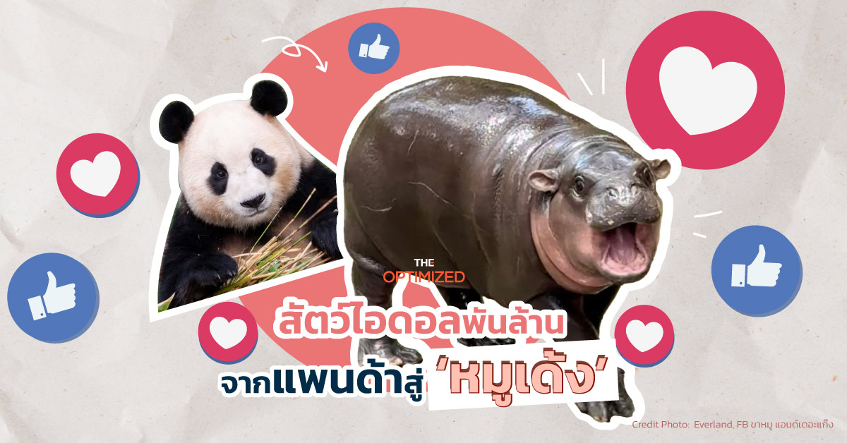 กรณีศึกษา ‘ฝูเป่า’ แพนด้าพันล้านของเกาหลี สู่ ‘หมูเด้ง’ ฮิปโปแคระจอมสวบของไทย